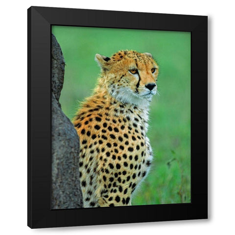 Cheetah Black Modern Wood Framed Art Print by Fitzharris, Tim