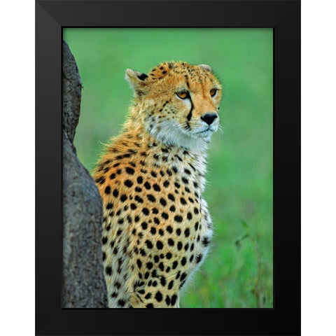 Cheetah Black Modern Wood Framed Art Print by Fitzharris, Tim