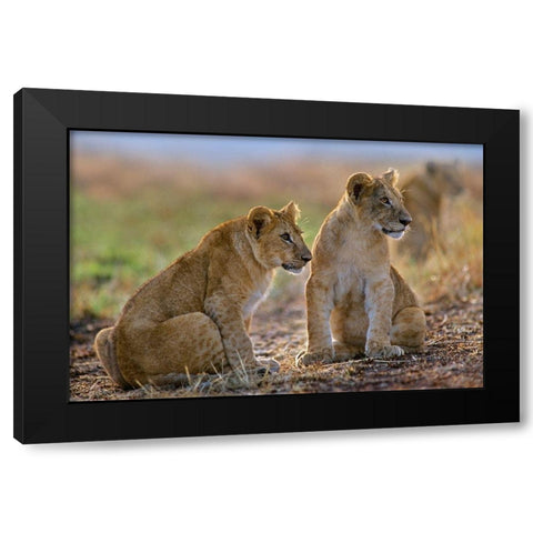 African Lion cubs Black Modern Wood Framed Art Print by Fitzharris, Tim