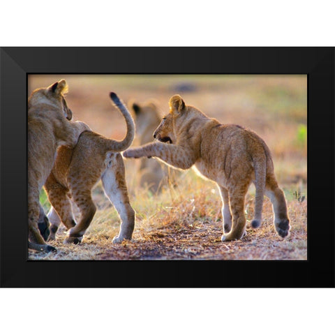 African Lion cubs playing Black Modern Wood Framed Art Print by Fitzharris, Tim