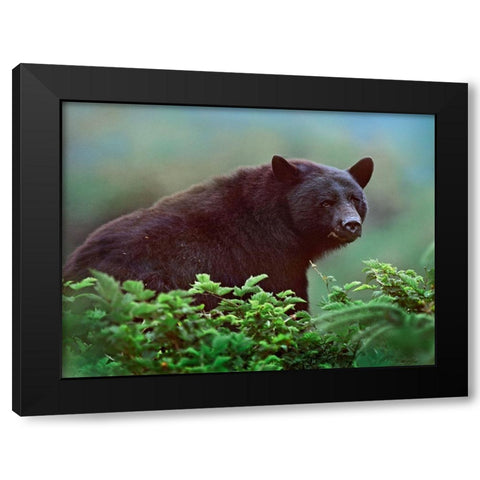 Black bear in Huckleberry Black Modern Wood Framed Art Print with Double Matting by Fitzharris, Tim