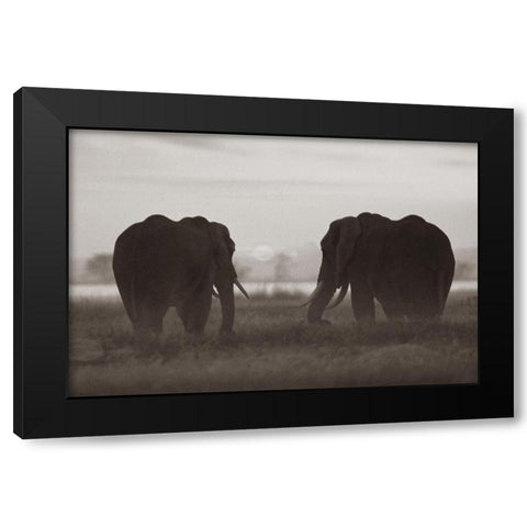 African Elephants at sunrise-Amboseli National Reserve-Kenya Sepia Black Modern Wood Framed Art Print with Double Matting by Fitzharris, Tim