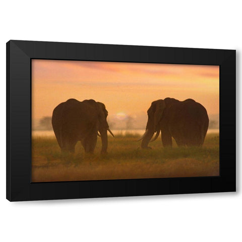 African Elephants at sunrise-Amboseli National Reserve-Kenya Black Modern Wood Framed Art Print with Double Matting by Fitzharris, Tim