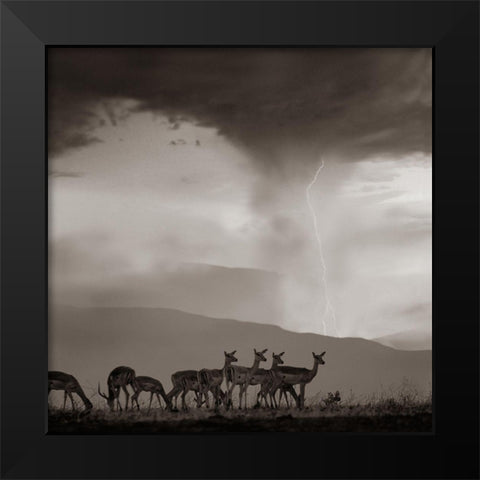 Impala and Lightning  Sepia Black Modern Wood Framed Art Print by Fitzharris, Tim