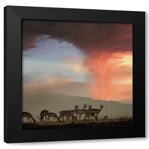 Impala and Lightning  Black Modern Wood Framed Art Print with Double Matting by Fitzharris, Tim