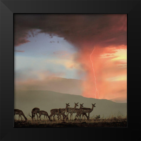 Impala and Lightning  Black Modern Wood Framed Art Print by Fitzharris, Tim