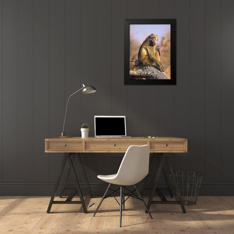 Olive baboon-Kenya Black Modern Wood Framed Art Print by Fitzharris, Tim