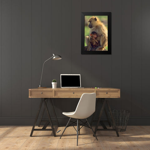 Olive baboon-mother and baby-Kenya Black Modern Wood Framed Art Print by Fitzharris, Tim