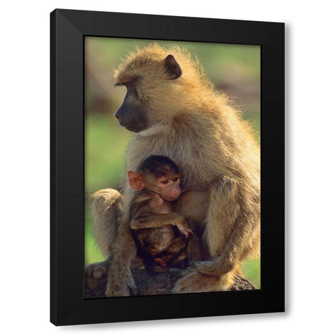 Olive baboon-mother and baby-Kenya Black Modern Wood Framed Art Print by Fitzharris, Tim