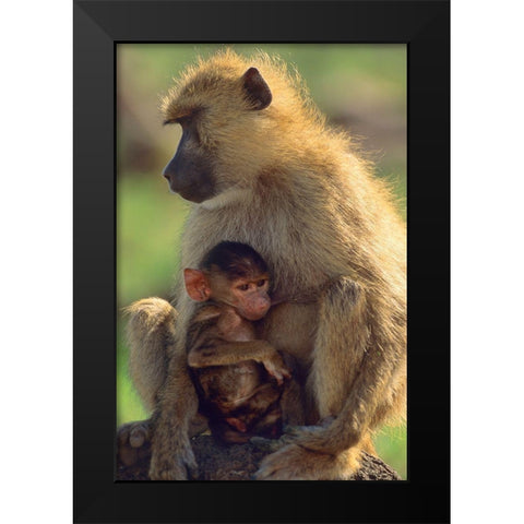 Olive baboon-mother and baby-Kenya Black Modern Wood Framed Art Print by Fitzharris, Tim