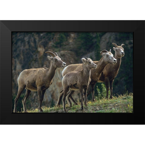 Bighorn Sheep Black Modern Wood Framed Art Print by Fitzharris, Tim