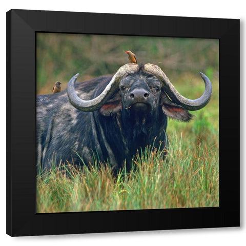 African buffalo with oxpeckers Black Modern Wood Framed Art Print by Fitzharris, Tim