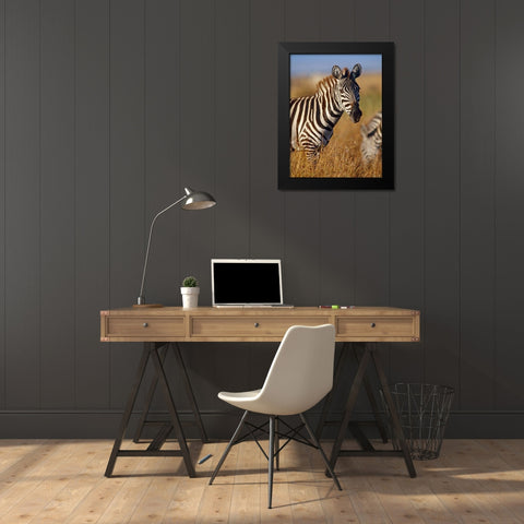 Zebra Black Modern Wood Framed Art Print by Fitzharris, Tim