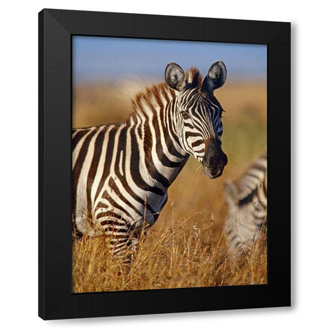 Zebra Black Modern Wood Framed Art Print with Double Matting by Fitzharris, Tim