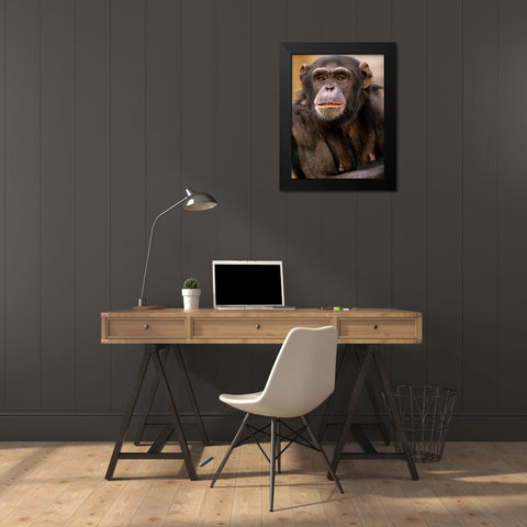 Chimpanzee Black Modern Wood Framed Art Print by Fitzharris, Tim