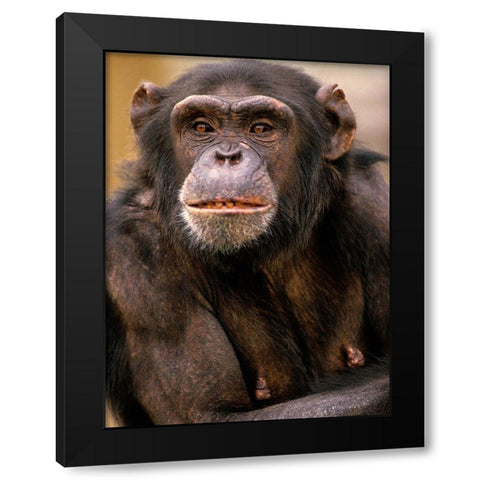 Chimpanzee Black Modern Wood Framed Art Print by Fitzharris, Tim