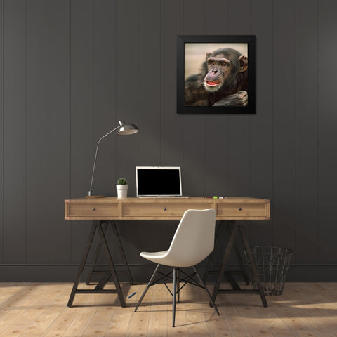 Chimpanzee Black Modern Wood Framed Art Print by Fitzharris, Tim