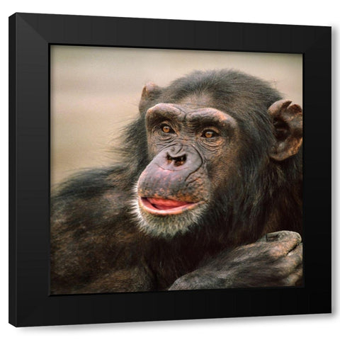 Chimpanzee Black Modern Wood Framed Art Print with Double Matting by Fitzharris, Tim