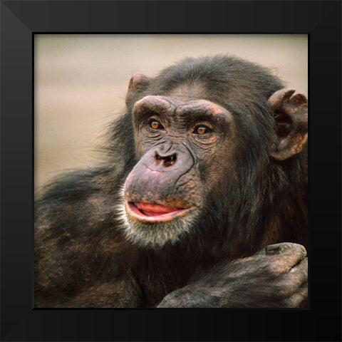 Chimpanzee Black Modern Wood Framed Art Print by Fitzharris, Tim