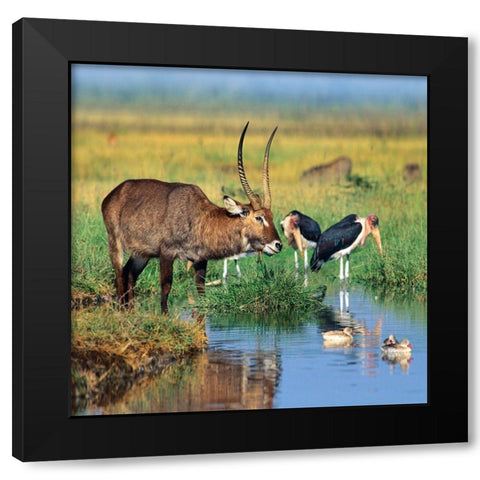 Defassa waterbuck-marabou storks-waterfowl-Kenya Black Modern Wood Framed Art Print by Fitzharris, Tim