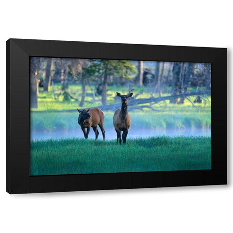 Elk Black Modern Wood Framed Art Print with Double Matting by Fitzharris, Tim