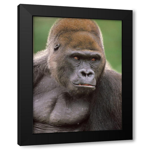 Gorilla Black Modern Wood Framed Art Print with Double Matting by Fitzharris, Tim