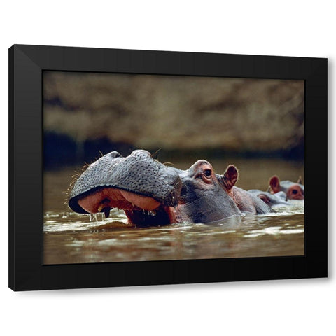 Hippopotamus-Kenya Black Modern Wood Framed Art Print by Fitzharris, Tim