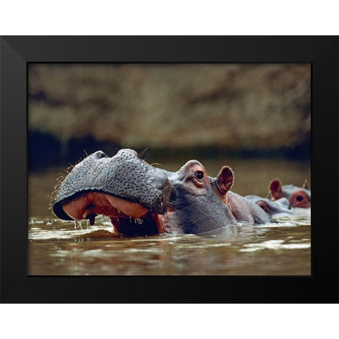 Hippopotamus-Kenya Black Modern Wood Framed Art Print by Fitzharris, Tim