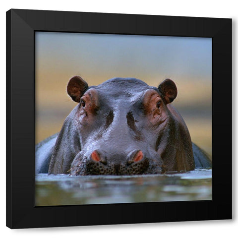 Hippopotamus-Mara River-Kenya Black Modern Wood Framed Art Print by Fitzharris, Tim