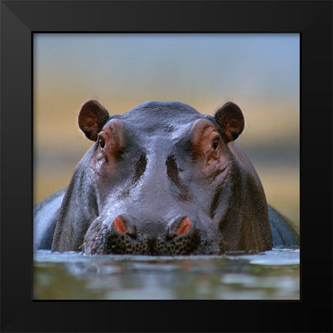 Hippopotamus-Mara River-Kenya Black Modern Wood Framed Art Print by Fitzharris, Tim