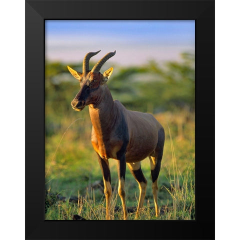 Kongoni-Kenya Black Modern Wood Framed Art Print by Fitzharris, Tim