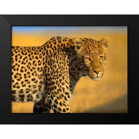 Leopard-Kenya Black Modern Wood Framed Art Print by Fitzharris, Tim