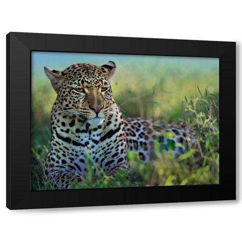 Leopard-Kenya Black Modern Wood Framed Art Print by Fitzharris, Tim