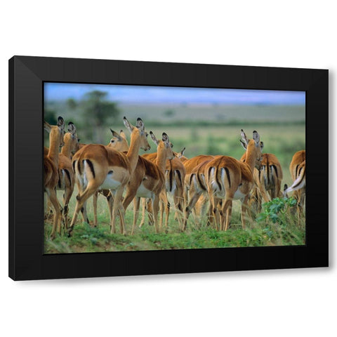 Impala Herd Kenya Black Modern Wood Framed Art Print by Fitzharris, Tim