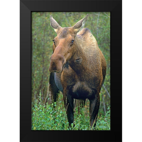 Moose Black Modern Wood Framed Art Print by Fitzharris, Tim