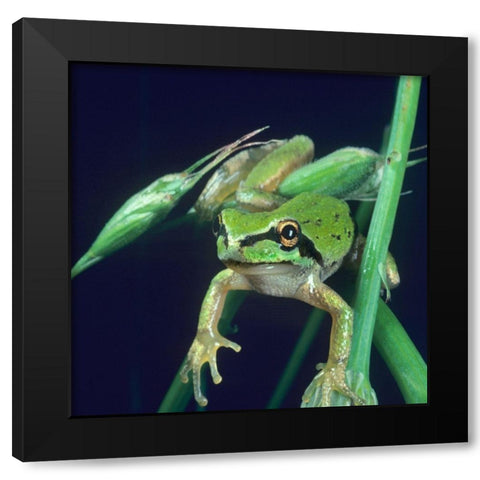 Pacific tree frog Black Modern Wood Framed Art Print with Double Matting by Fitzharris, Tim