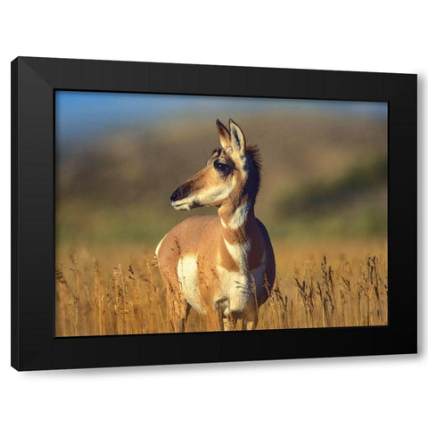 Pronghorn Antelope Black Modern Wood Framed Art Print with Double Matting by Fitzharris, Tim