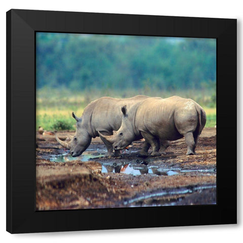 White Rhinoceros-Kenya Black Modern Wood Framed Art Print with Double Matting by Fitzharris, Tim