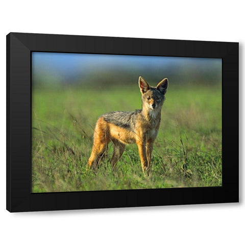 Silver-backed Jackal-Kenya Black Modern Wood Framed Art Print with Double Matting by Fitzharris, Tim