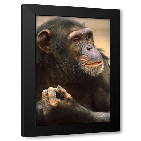 Primates Black Modern Wood Framed Art Print by Fitzharris, Tim