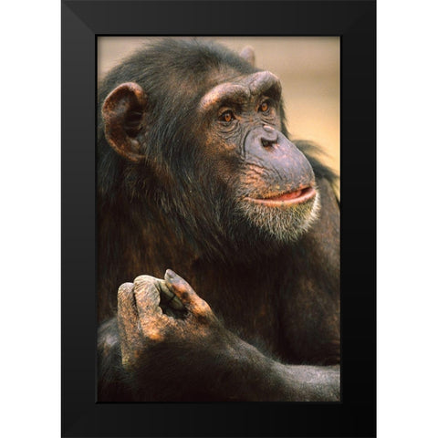 Primates Black Modern Wood Framed Art Print by Fitzharris, Tim