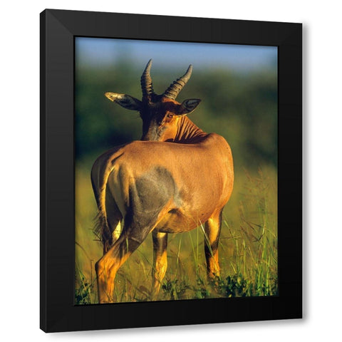 Topi-Kenya Black Modern Wood Framed Art Print by Fitzharris, Tim