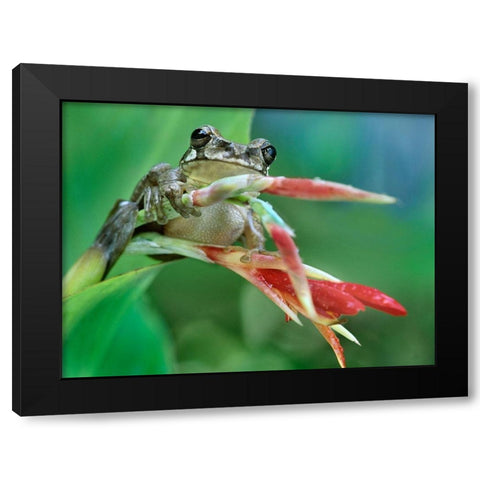 Tree frog on heleconia Black Modern Wood Framed Art Print with Double Matting by Fitzharris, Tim