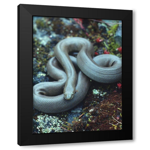 Rubber boa Black Modern Wood Framed Art Print by Fitzharris, Tim