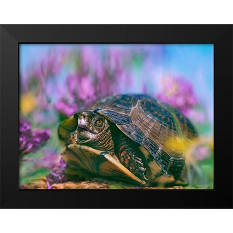 Three-toed box turtle Black Modern Wood Framed Art Print by Fitzharris, Tim