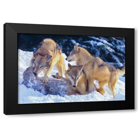 Gray wolves fighting over a deer carcass in snow Black Modern Wood Framed Art Print with Double Matting by Fitzharris, Tim