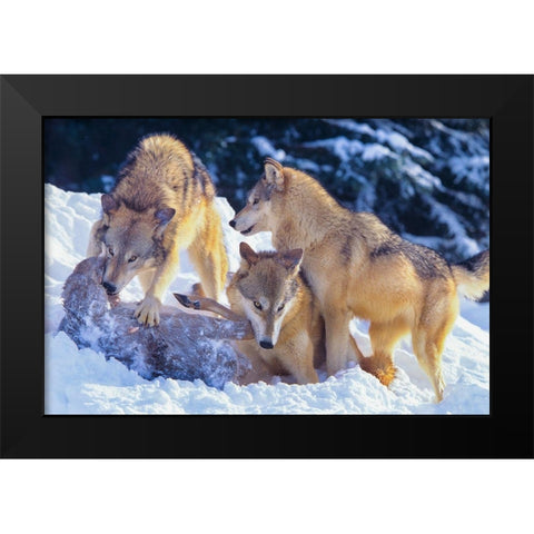 Gray wolves fighting over a deer carcass in snow Black Modern Wood Framed Art Print by Fitzharris, Tim