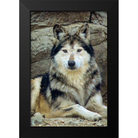 Mexican gray wolf Black Modern Wood Framed Art Print by Fitzharris, Tim