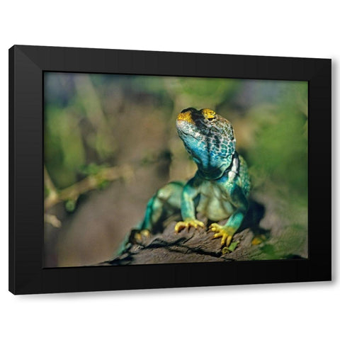 Collared Lizard Black Modern Wood Framed Art Print with Double Matting by Fitzharris, Tim