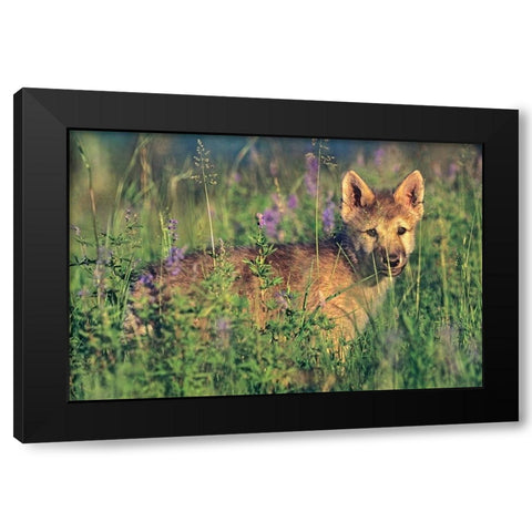 Wolf Pup Black Modern Wood Framed Art Print with Double Matting by Fitzharris, Tim